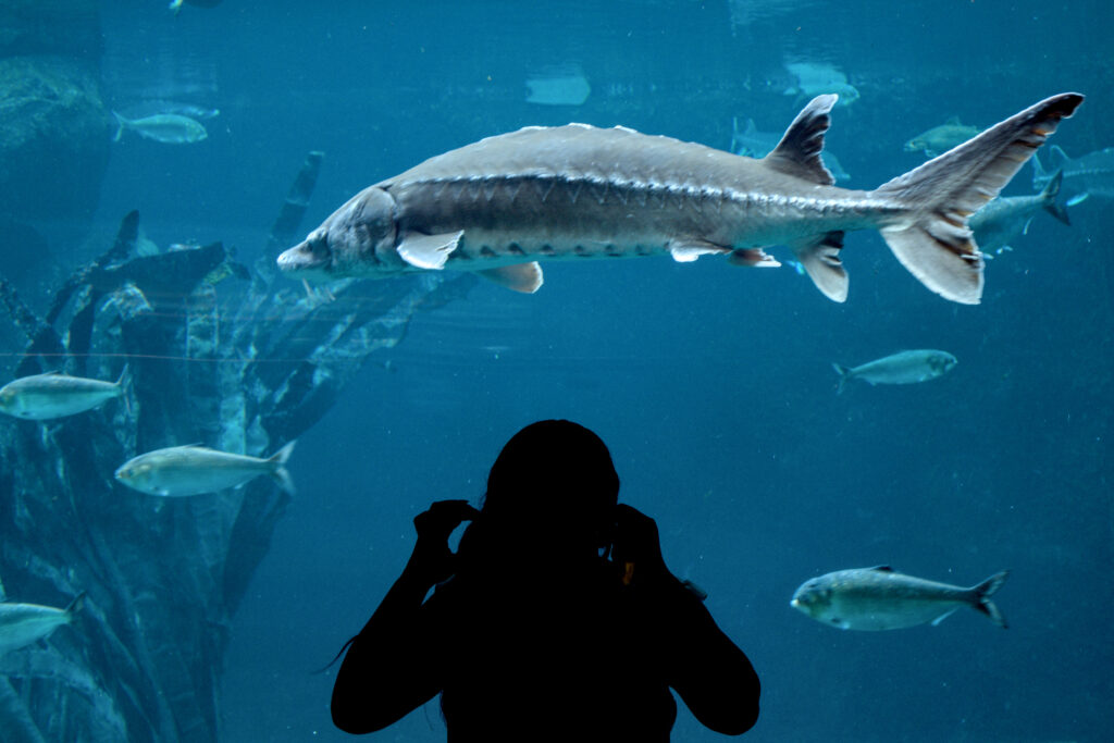 A silhouette of a person in front the blue water of an aquarium. A few smaller fishes are to the left while a bigger one is to the top, surrounding the silhouette