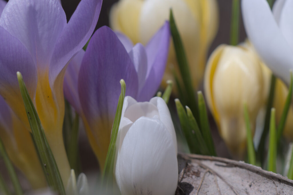 Close up on Crocuses. In the lower center, a white crocus, with some green stems or leaves. To it's right a dried leaf. In the upper row, from left to right, 2 violet crocuses, and out of focus, 3 yellow and one white.